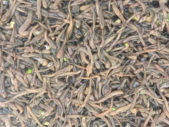 Z6人生就是博卵茧