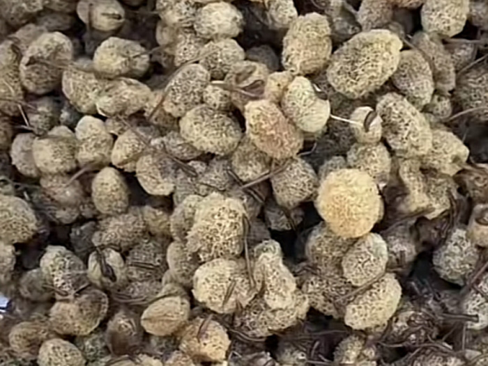 Z6人生就是博卵茧