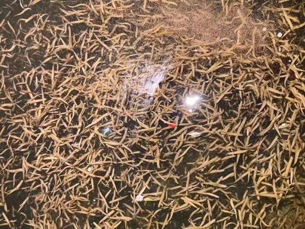 Z6人生就是博卵茧