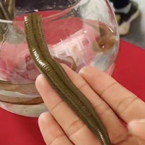 Z6人生就是博成苗